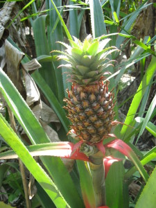 Ananas