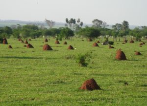 Pastvina pod vládou cupins, Mato Grosso do Sul