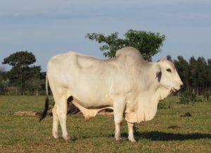 Býk plemene zebu na brazilských pastvinách